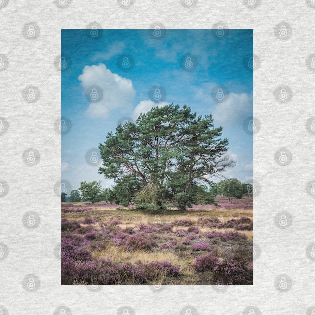 Heathland with trees early in the morning by Dolfilms